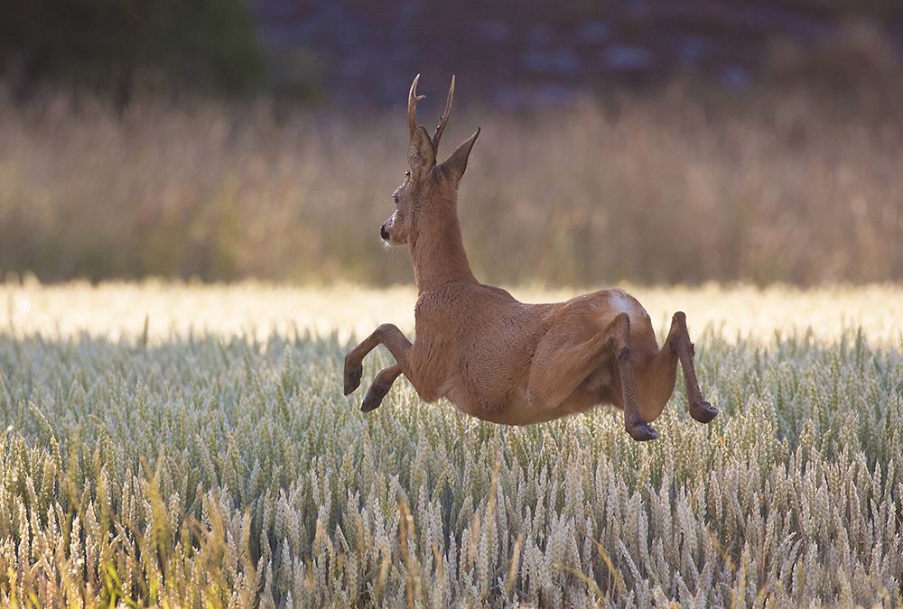 Deers flying over the cornfield art print by Allan Wallberg for $57.95 CAD