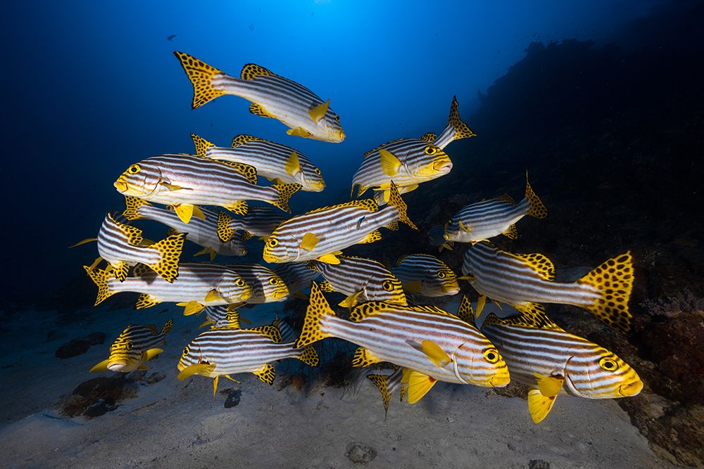 Underwater Photography-Indian Ocean Sweetlips art print by Barathieu Gabriel for $57.95 CAD