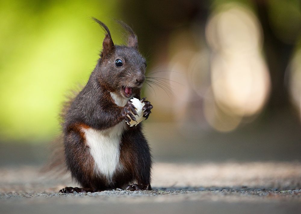 Squirrel art print by Robert Adamec for $57.95 CAD