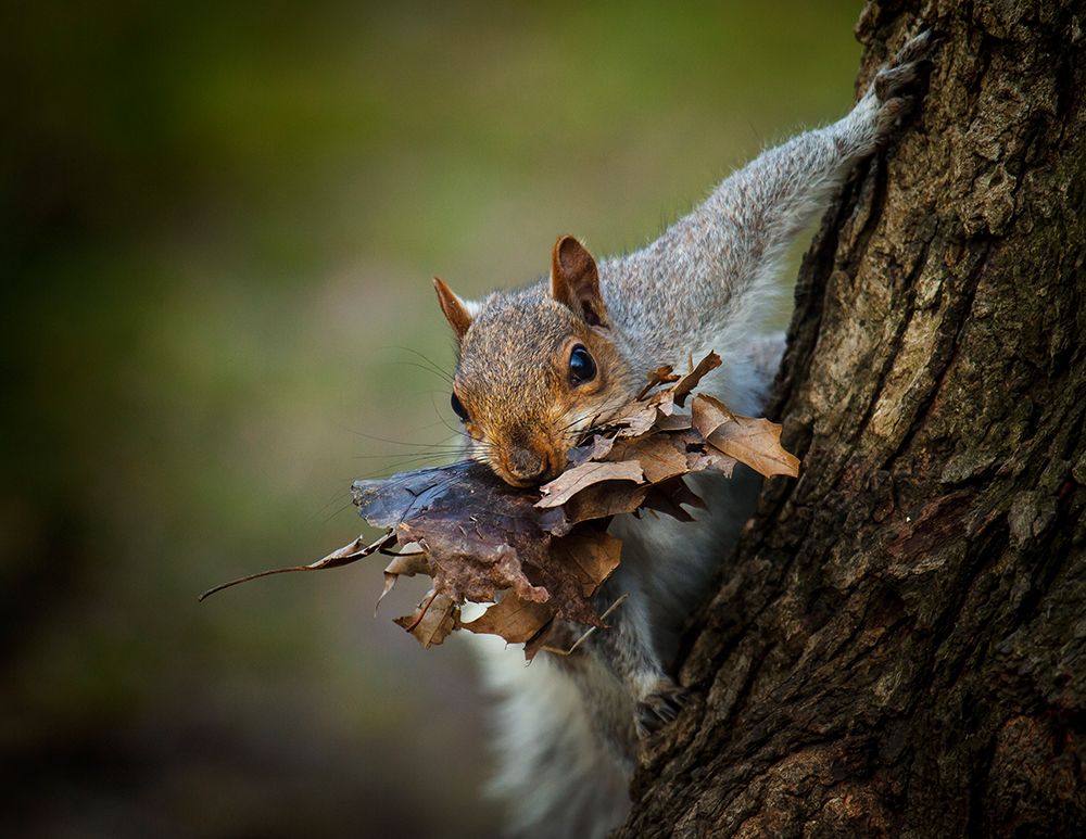 Nest Building Squirrel art print by Michael Castellano for $57.95 CAD