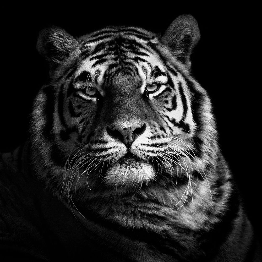 Tiger art print by Christian Meermann for $57.95 CAD