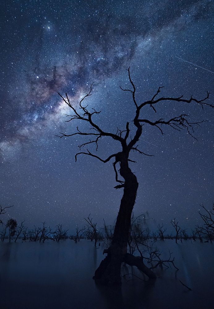 The Tree art print by Jingshu Zhu for $57.95 CAD