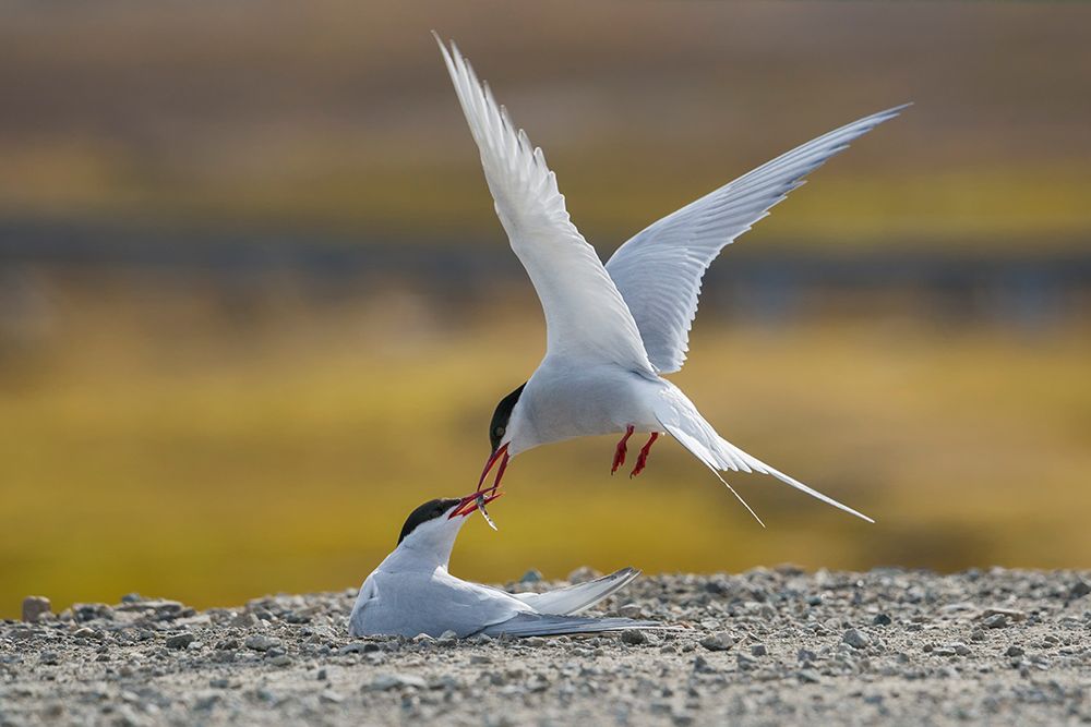 Arctic terns art print by Alexey Kharitonov for $57.95 CAD