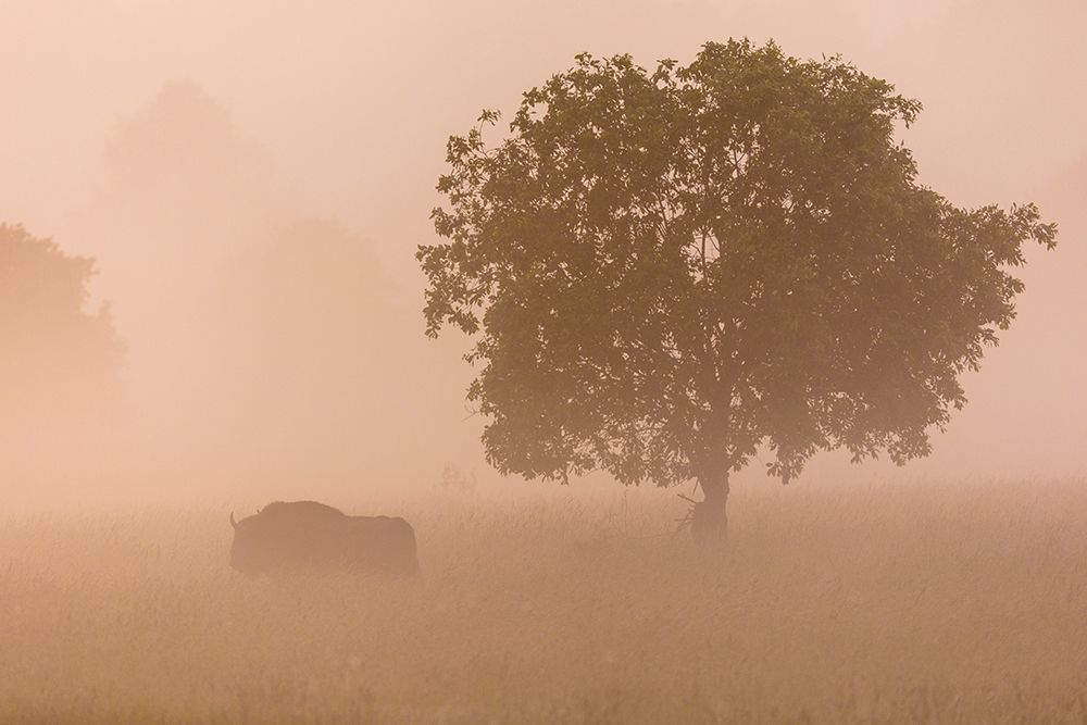 European bison art print by AiToR Badiola for $57.95 CAD