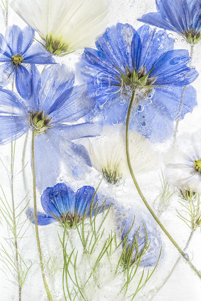 Cosmos Blue art print by Mandy Disher for $57.95 CAD