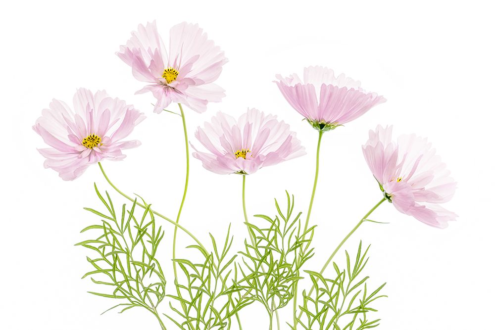 Cosmos Cupcake art print by Mandy Disher for $57.95 CAD
