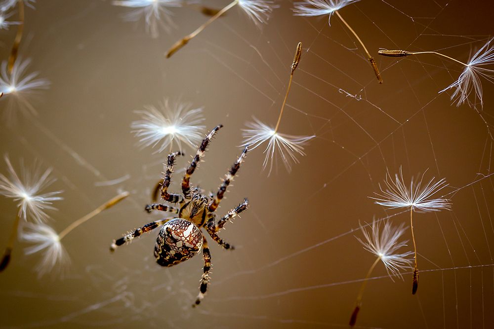 The flies are finished. Only dandelions salad left. art print by Dmitry Skvortsov for $57.95 CAD