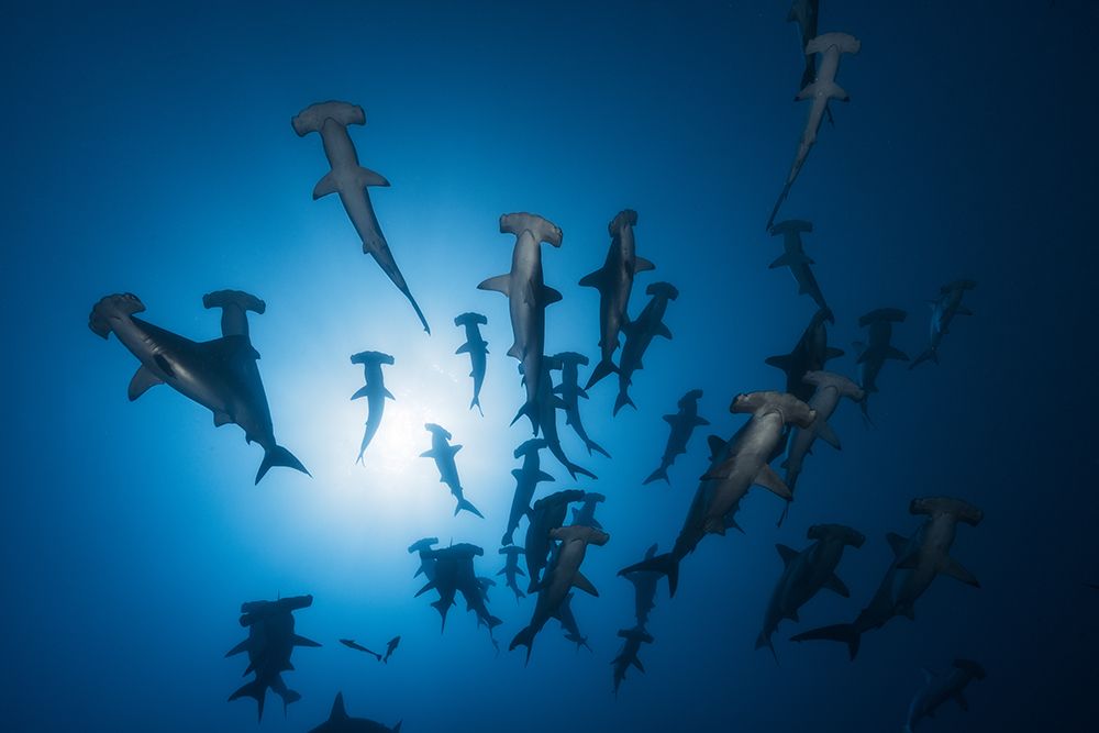 Hammerhead Shark - Underwater Photography art print by Barathieu Gabriel for $57.95 CAD