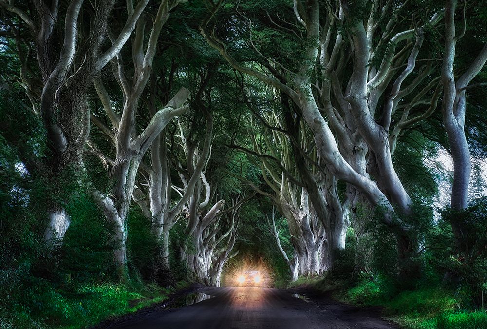 The Dark hedges art print by Aida Ianeva for $57.95 CAD