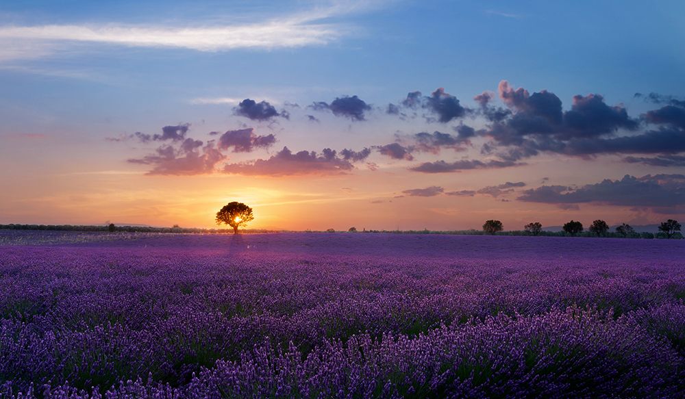 Lonely Tree In Valensole art print by Paolo Bugnone for $57.95 CAD