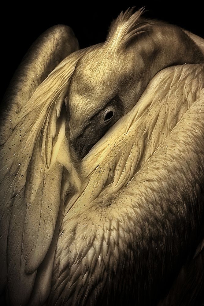 SHY .... art print by Antje Wenner-Braun for $57.95 CAD