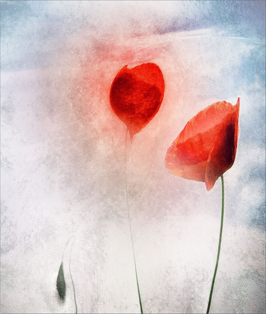 In Flanders Fields art print by Gilbert Claes for $57.95 CAD