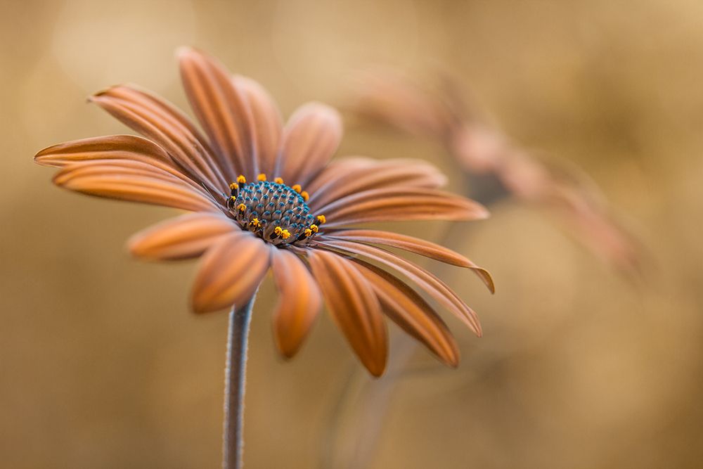Summer Glow art print by Mandy Disher for $57.95 CAD