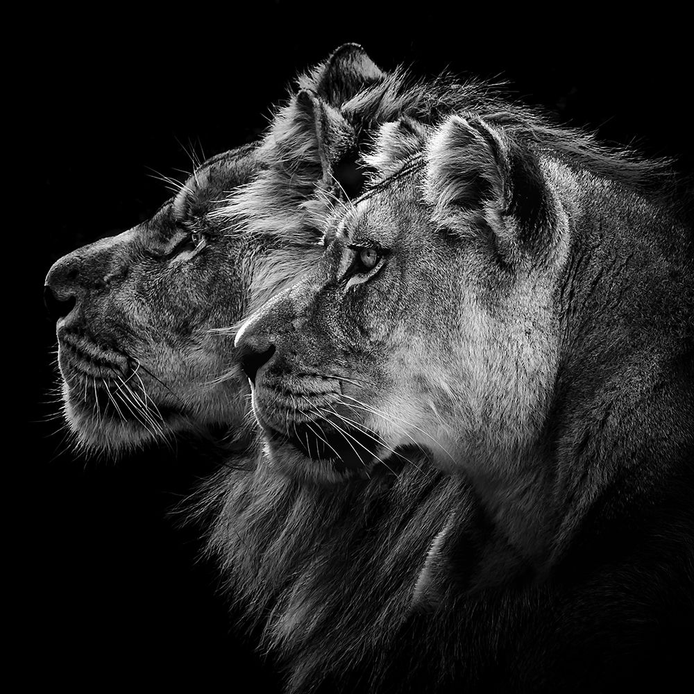 Lion And  Lioness Portrait art print by Laurent Lothare Dambreville for $57.95 CAD