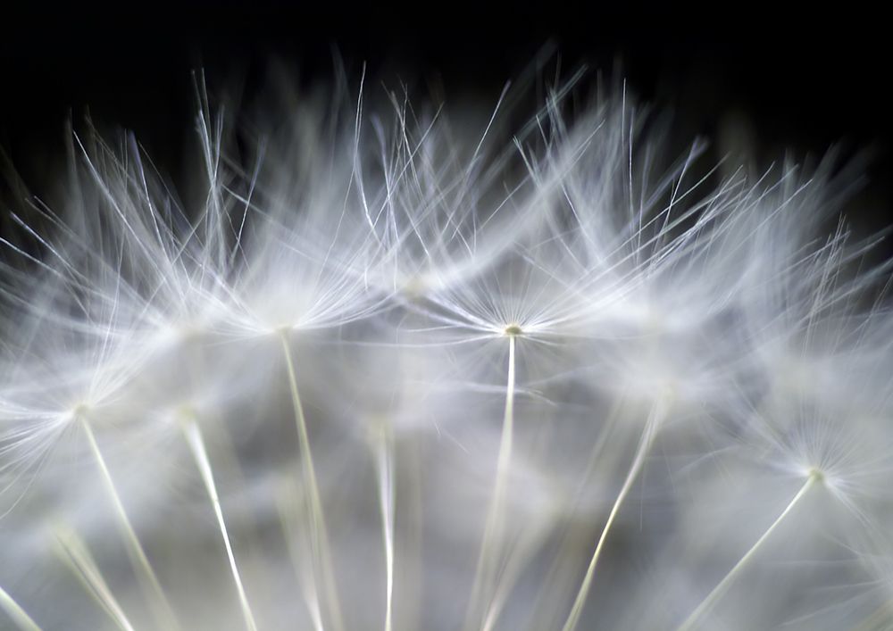 Blow It art print by Peter Fallberg for $57.95 CAD