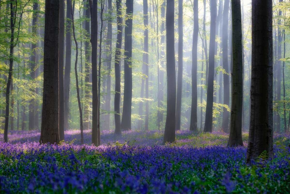Bluebells art print by Adrian Popan for $57.95 CAD