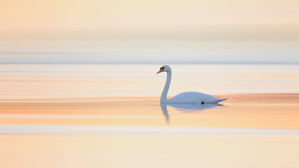 Swan art print by Leif Londal for $57.95 CAD