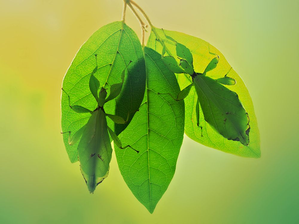 Leaf insects 2 art print by Jimmy Hoffman for $57.95 CAD