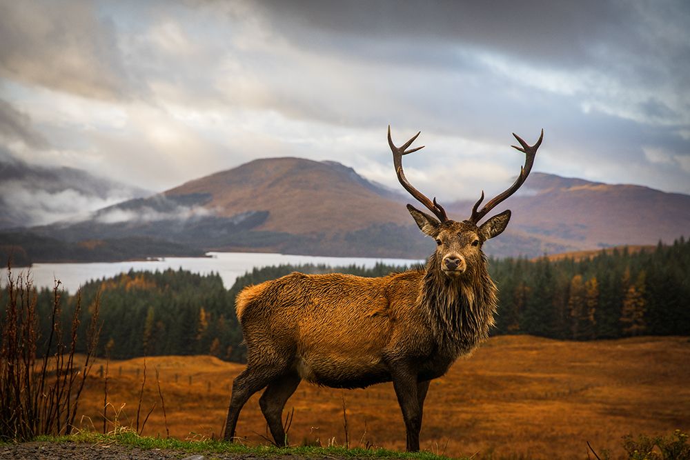 Scottish Stag art print by Adrian Popan for $57.95 CAD