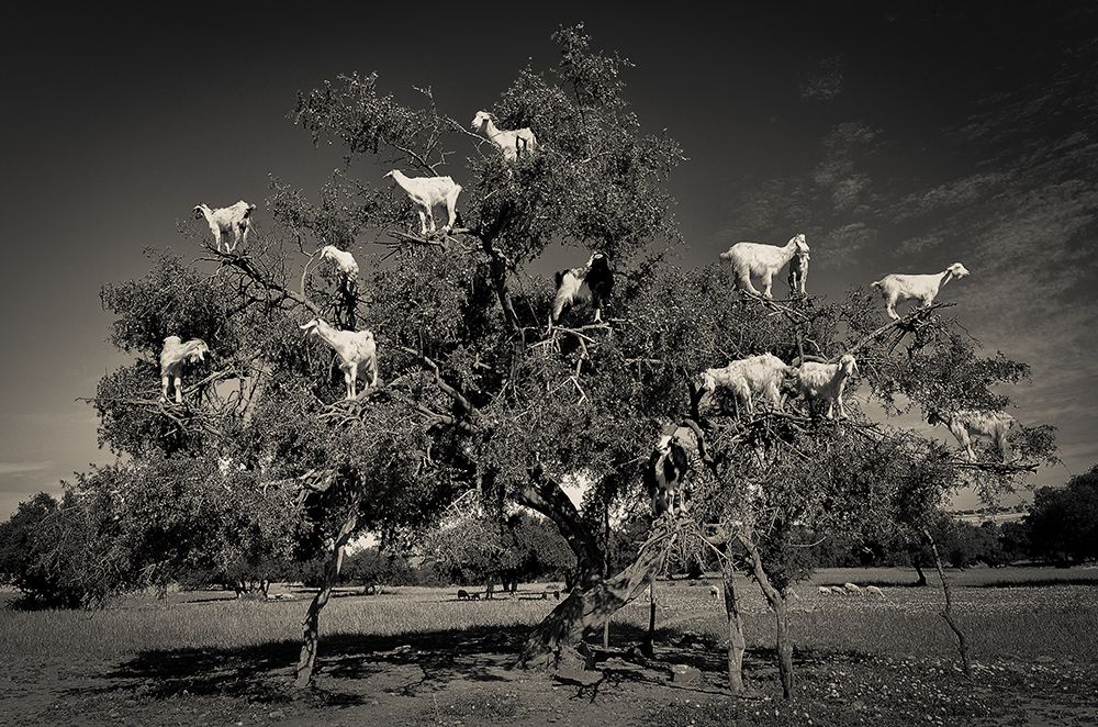 Argan Loving Goats art print by Dario Puebla for $57.95 CAD