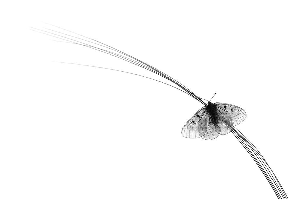 - art print by Hencz Judit for $57.95 CAD