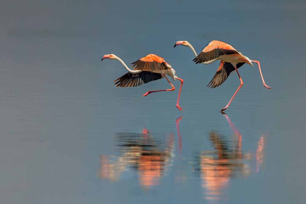 Flamingo landing art print by Yun Wang for $57.95 CAD