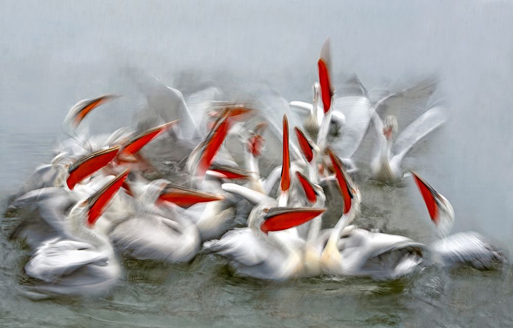 Pelicans In Motion Blur art print by Xavier Ortega for $57.95 CAD