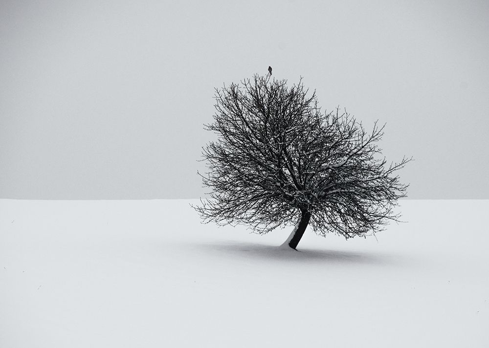 winter art print by Renate Wasinger for $57.95 CAD