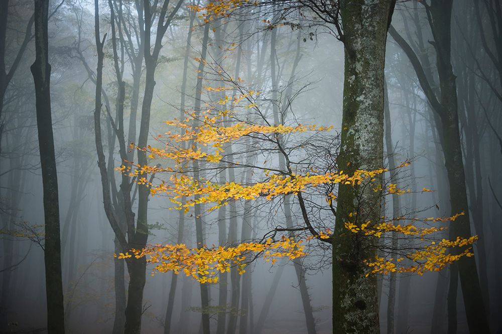 Beech Forest In Autumn art print by Alessandro Zocchi for $57.95 CAD