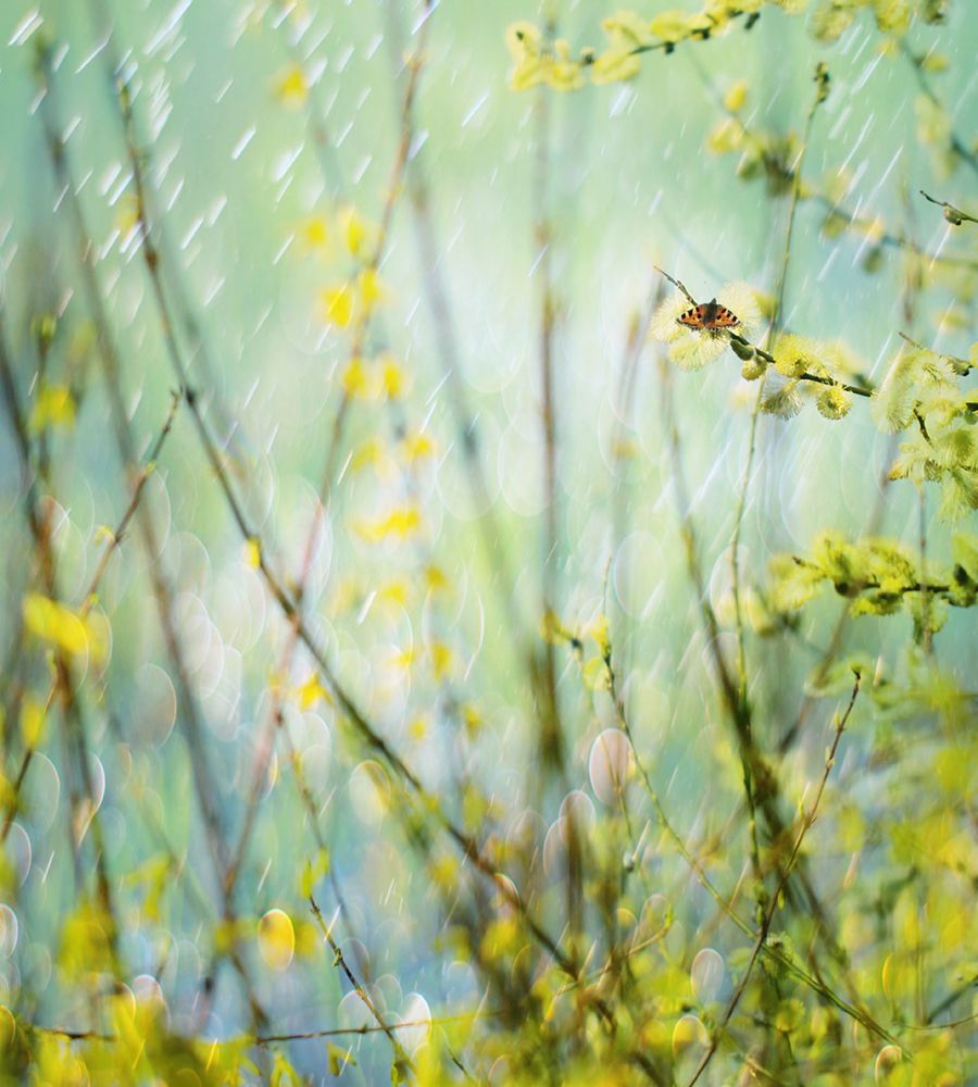 Graceful In Bud art print by Delphine Devos for $57.95 CAD