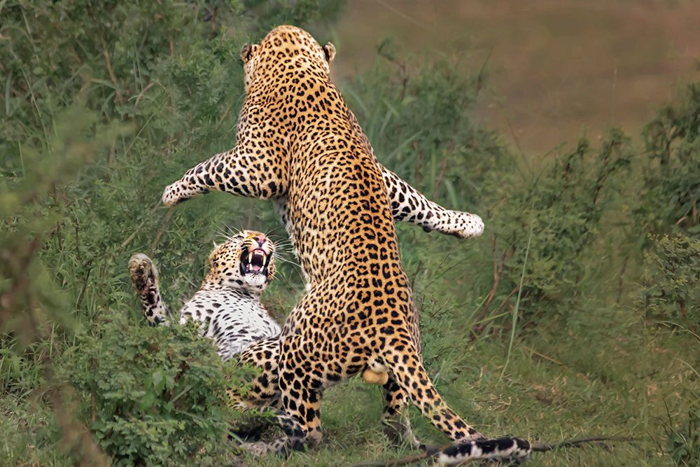 leopard mating art print by Yun Wang for $57.95 CAD