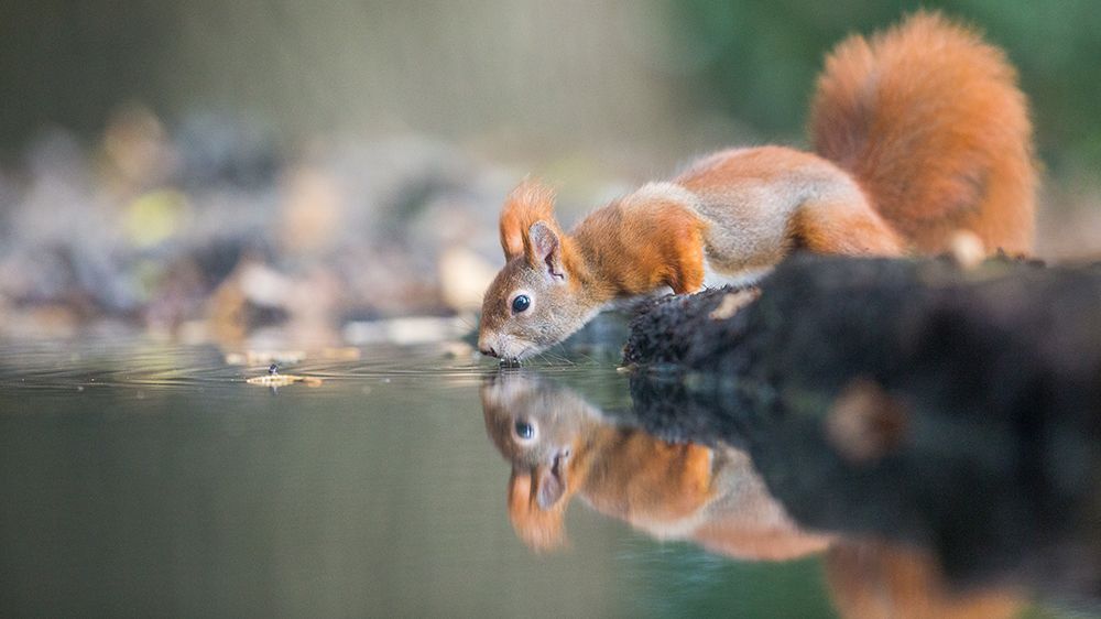 red squirrel art print by Erik Willaert for $57.95 CAD