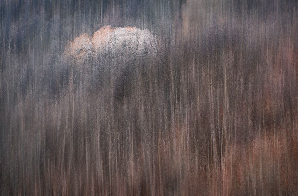 The Last Autumn Colors art print by Jingshu Zhu for $57.95 CAD