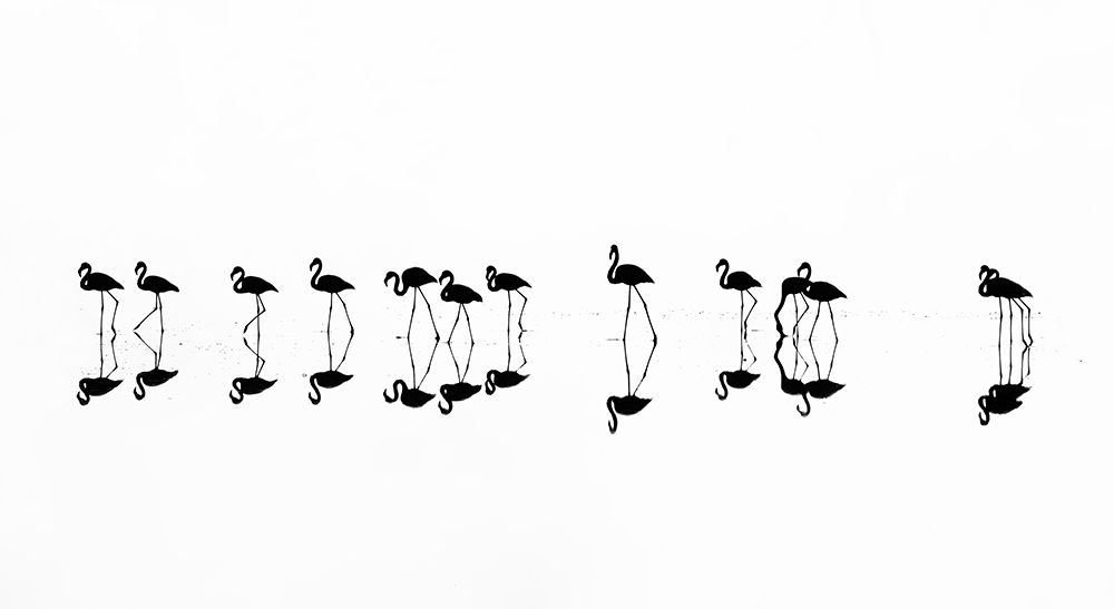 flamingo reflections art print by Xenophon Mantinios for $57.95 CAD