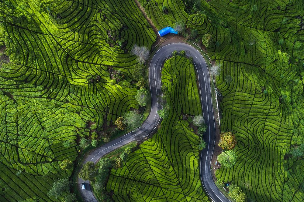 Indonesia - Rancabali Tea Aerial art print by Jean Claude Castor for $57.95 CAD