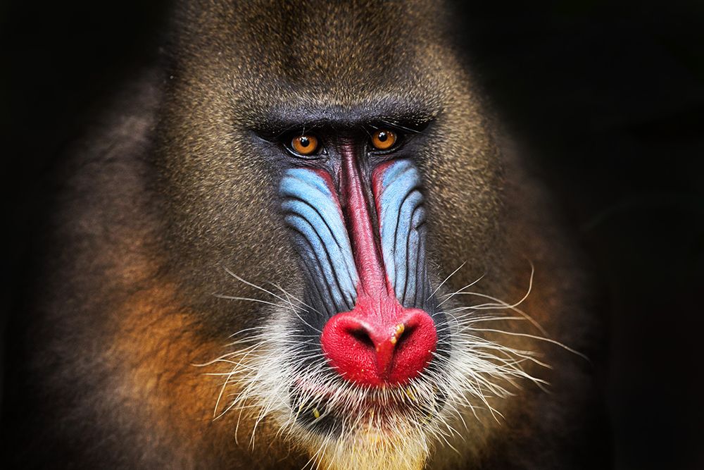 Wild Mandrill in Black art print by Alessandro Catta for $57.95 CAD