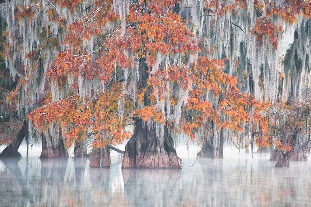 Swamp Cypress art print by Roberto Marchegiani for $57.95 CAD