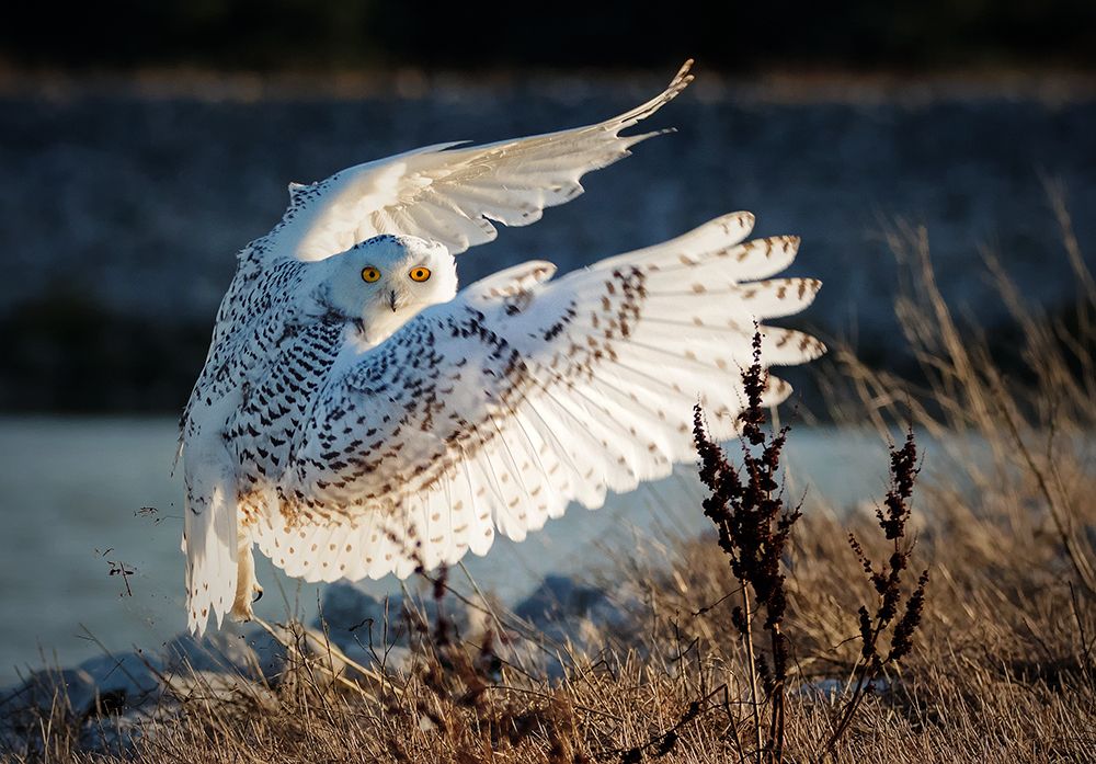 Snowy owl taking off art print by Ming H. Yao for $57.95 CAD