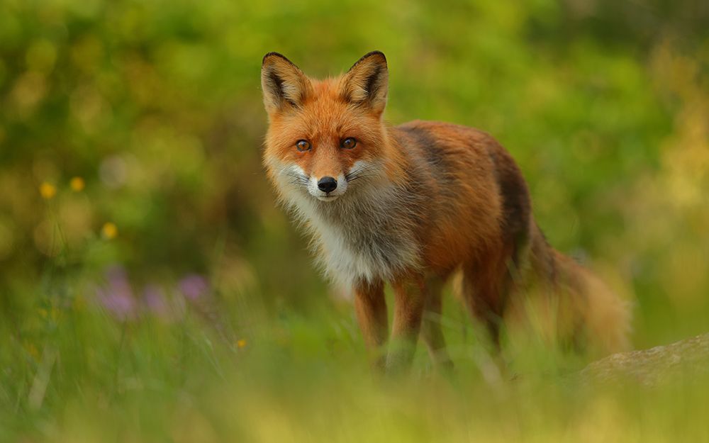 Red Fox Lady art print by Assaf Gavra for $57.95 CAD