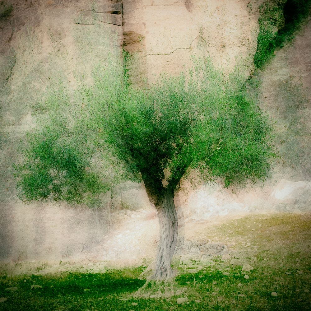 The Olive Tree art print by Jacqueline Van Bijnen for $57.95 CAD