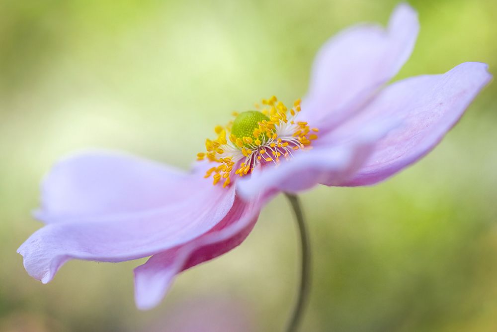 Japanese Anemone art print by Mandy Disher for $57.95 CAD