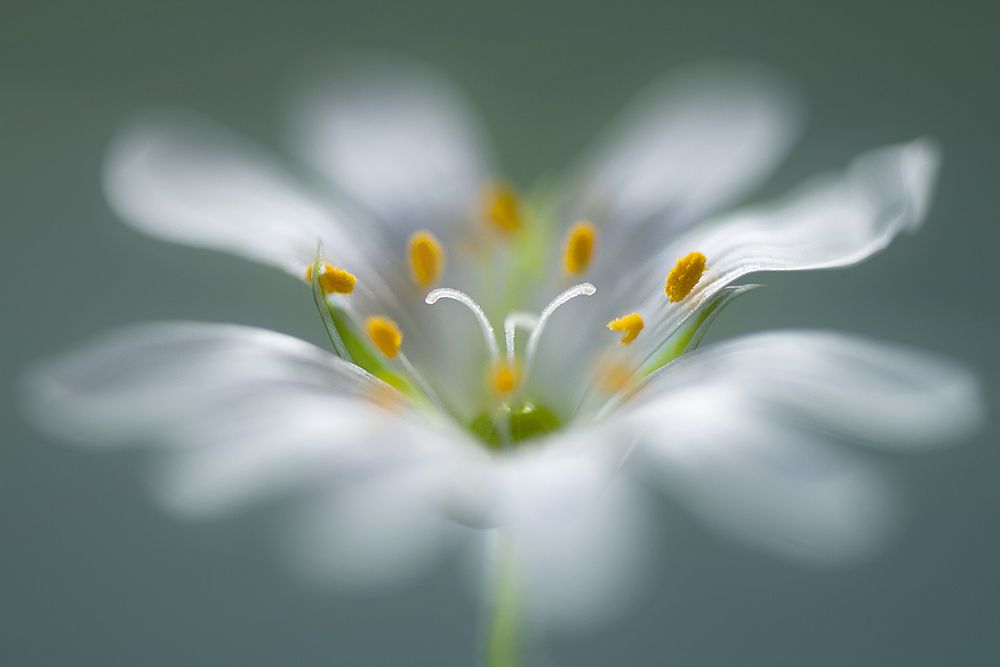 Stitchwort art print by Mandy Disher for $57.95 CAD