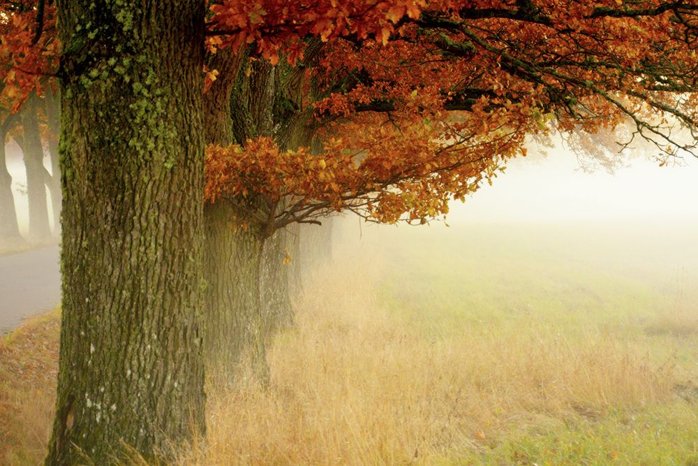 Autumn Fog art print by Christina Sillen for $57.95 CAD