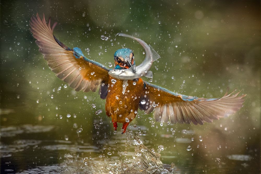 Kingfisher art print by Alberto Ghizzi Panizza for $57.95 CAD