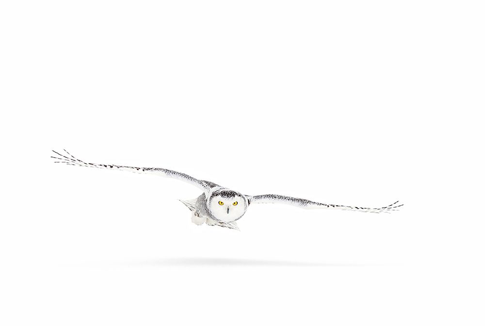 Snowy Owl On The Hunt art print by Jim Cumming for $57.95 CAD