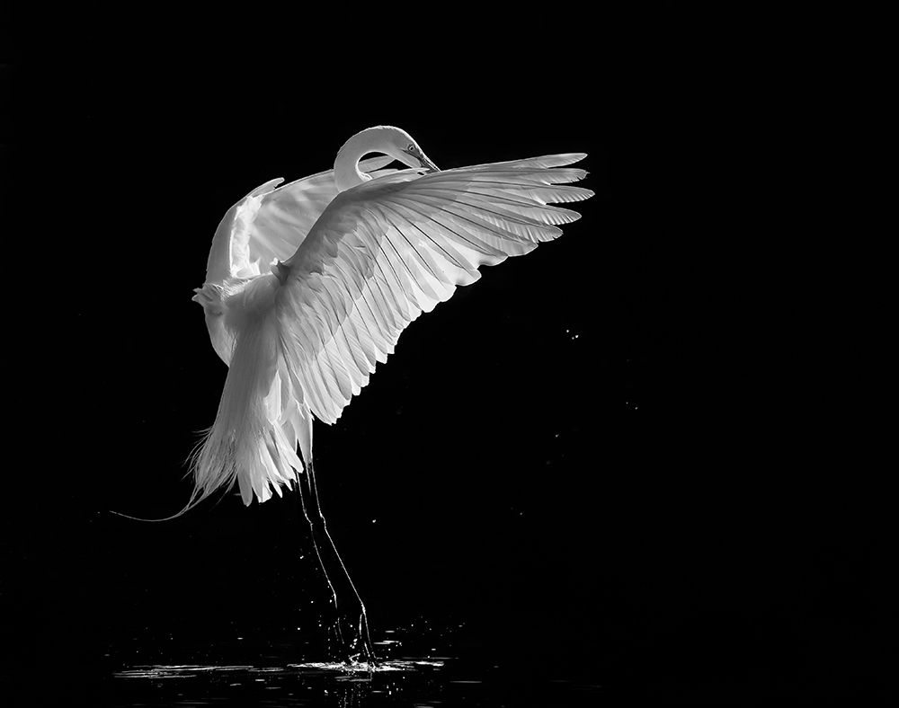 Portrait Of A Great White Egret art print by Kevin Wang for $57.95 CAD
