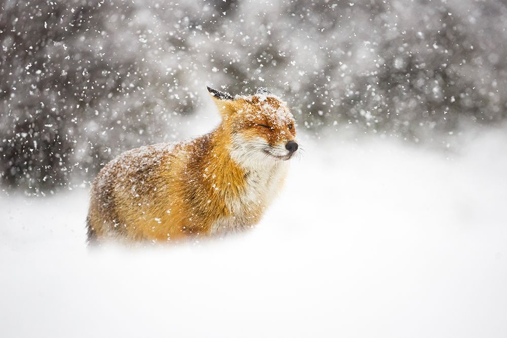 Red fox in a heavy snowstorm art print by Pim Leijen for $57.95 CAD