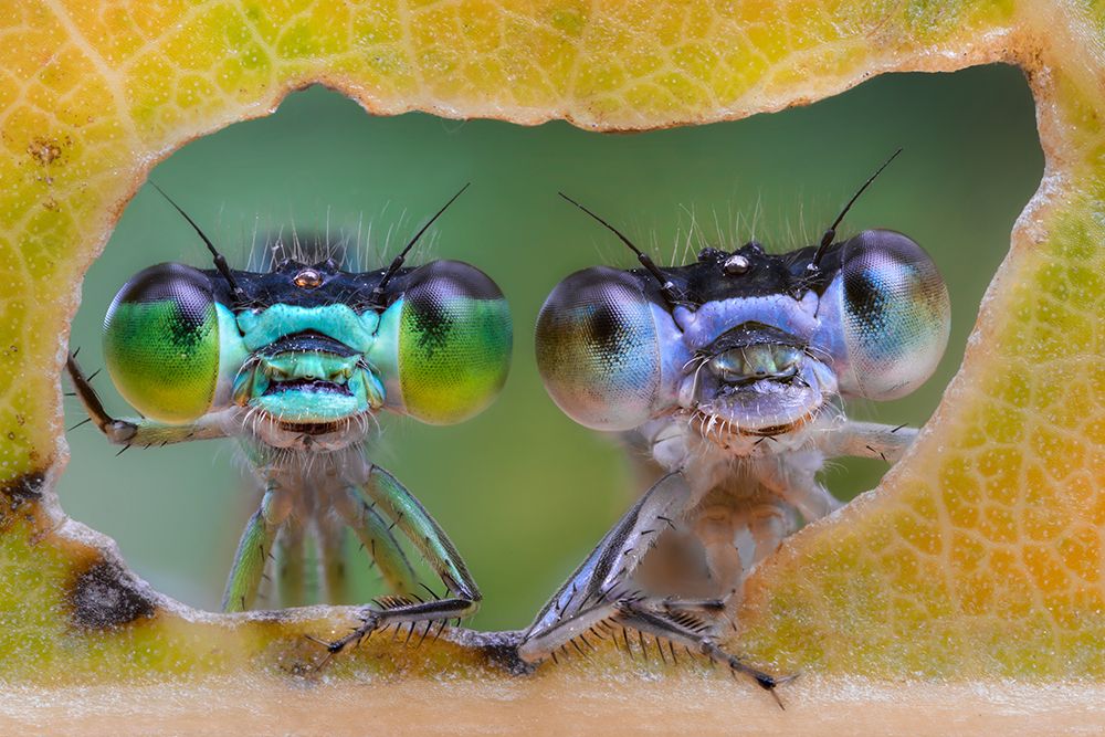 Two nice faces art print by Alberto Ghizzi Panizza for $57.95 CAD