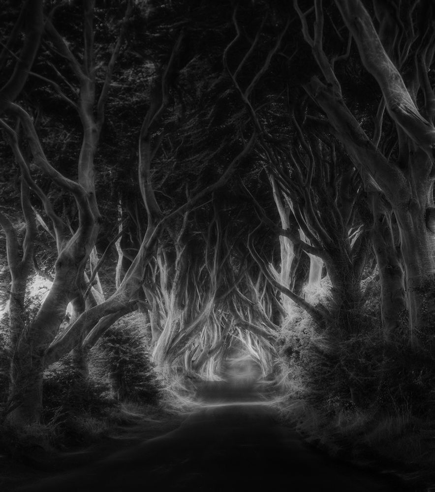 The dark hedges art print by Saskia Dingemans for $57.95 CAD