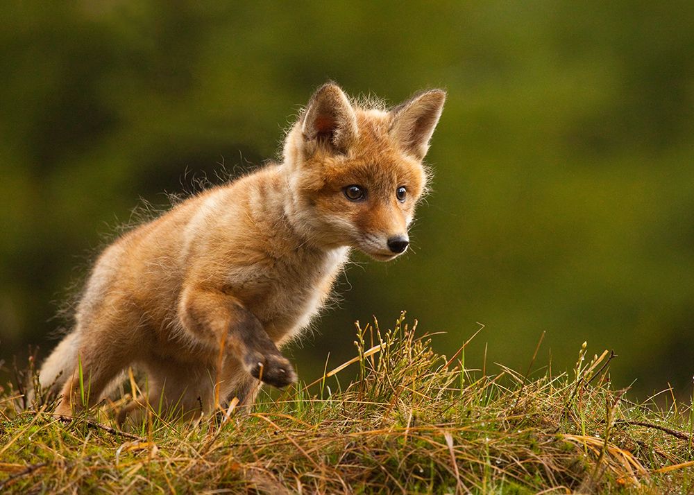 Fox art print by Robert Adamec for $57.95 CAD